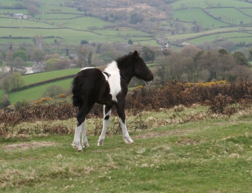 De niet-zo-wilde pony’s van Dartmoor