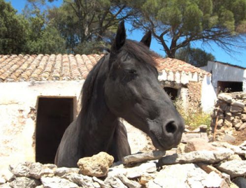 Wandelen in het voetspoor van een Menorcaans raspaard